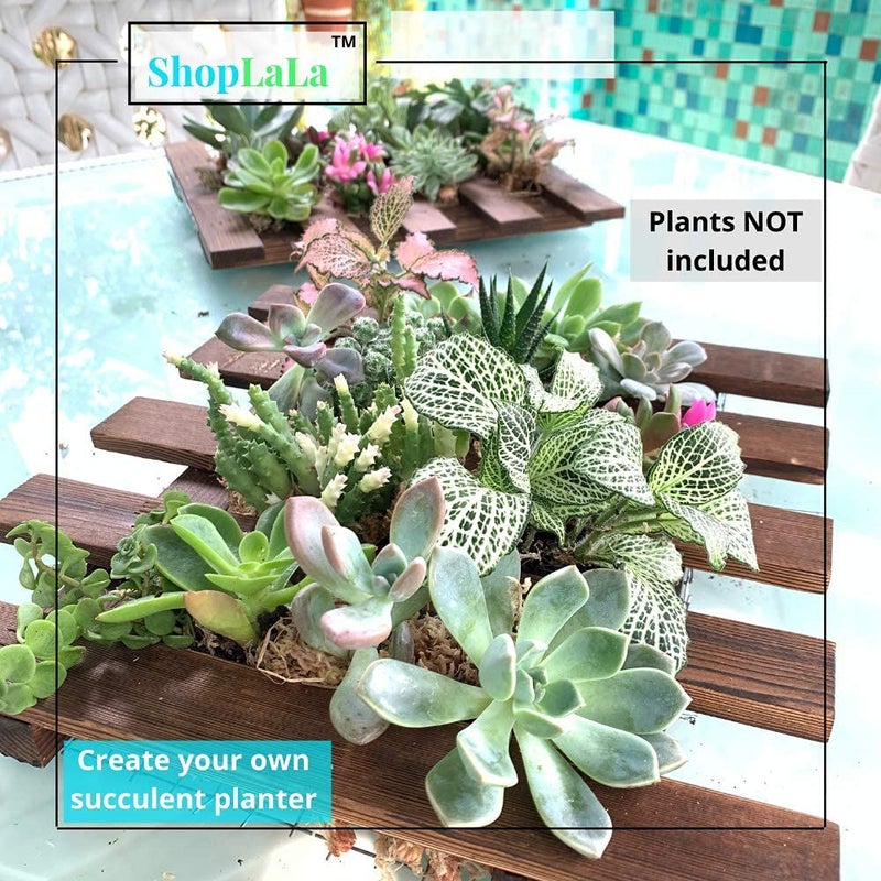 ShopLaLa شوبلا لا حاملة نباتات حائط - عبوة 2 من الخشب المعلق للزينة بالنباتات العصارية، حوامل مثبتة على الحائط للنباتات الهوائية الحية والأوركيد، عرض إطار مثبت على الحائط للداخل والخارج، زينة حائط نباتية لحديقة الشرفة - Image 3